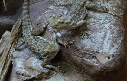 Pogona henrylawsoni Zwergbartagme