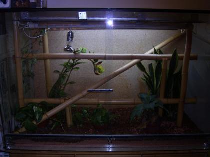 Phelsuma laticauda 1 1 Golstaubtaggecko