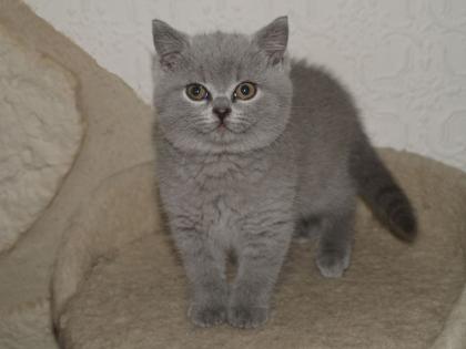 Wir haben Nachwuchs Valimer ein sehr verschmuster BKHKartäuser Kater wochen alt