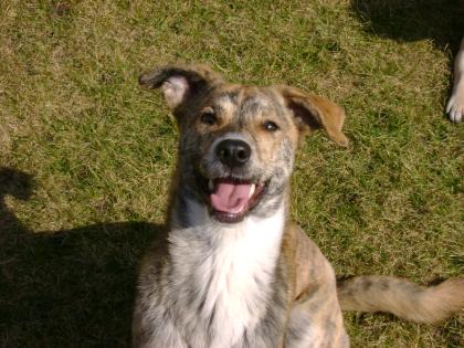 Gestromte Mix Hündin 1Jahr sucht DRINGEND neues zu Hause