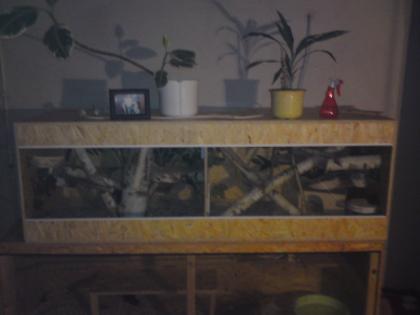 Schönes Holzterrarium