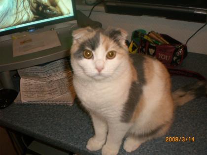 Suche Deckkater Scottisch Fold- oder Perser