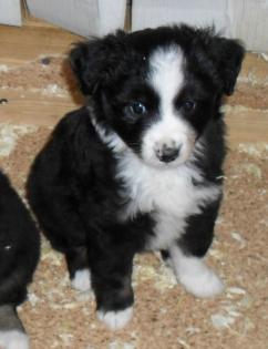 Miniature Australian Shepherd Welpen Mini Aussie