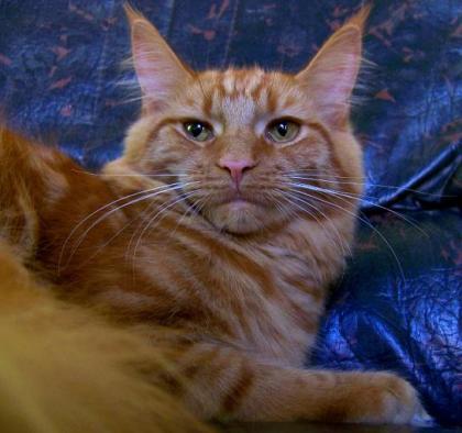 Maine Coon Katze in red solid.