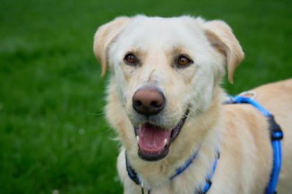 GOMEZ - Labrador-Mix - 2 Jahre - Tierhilfe-Franken e. V.