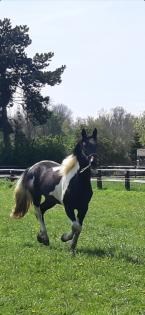 Friese x Pinto Mix sucht seinen Menschen