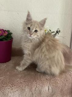 Maine Coon Kitten