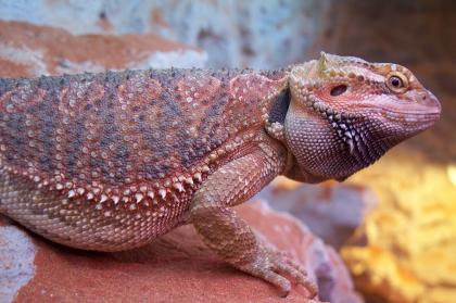 Blood Bartagame Jungtiere abzugeben