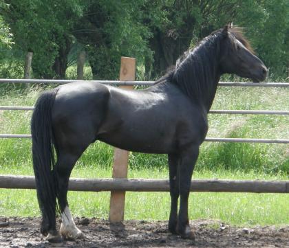 Eros Criollo Rapp-Hengst