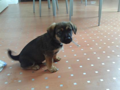 Hundewelpen