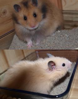 11 Wochen alte Teddyhamsterbabys SEHR DRINGEND abzugeben