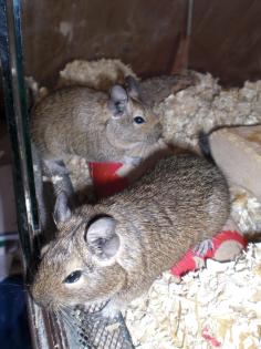 2 Degu Weibchen suchen ein liebevolles Zuhause