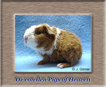 Süße zutrauliche Meerschweinchen aus Hobbyzucht