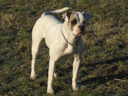 Timberland s American Bulldog Wurfplanung