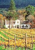 Weinpatenschaft Weinstockpate Südafrika Wein Wein Geschenk