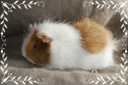 Rassemeerschweinchen aus Hobbyzucht