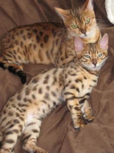 Reinrassige Bengalkatze mit eigenem Kitten Kater suchen neues zuhause Not Abg