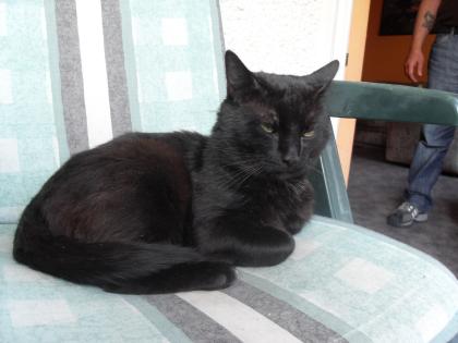 Liebvolle süße schöne schwarze Katze zu verschenken gerade mal 2 Jahre alt männl
