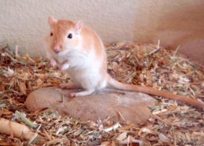 Gerbils Wüstenrennmäuse Thüringen