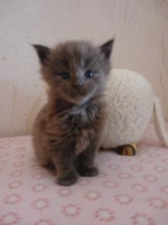 Maine Coon Babys suchen.