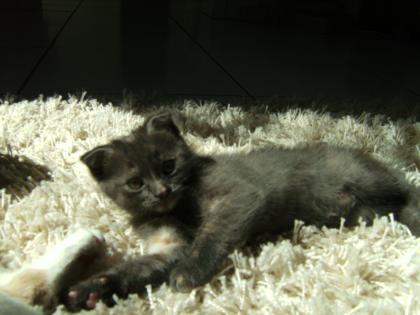 Kätzchen Rassenkatze Schottische Faltohrenkatze