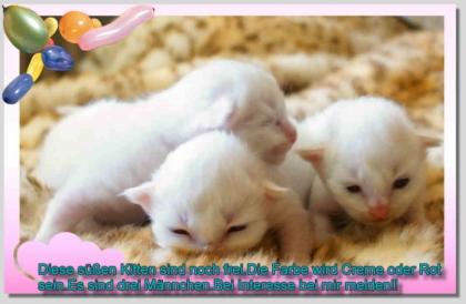 Heilige Birma Kitten