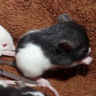 3 kleine männliche Rattenwelpen aus Oldenburg suchen zu Hause
