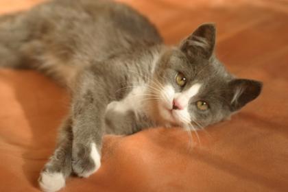 Kleine Katze als Zweitkatze Gesucht BKH Kartäuser oder mix