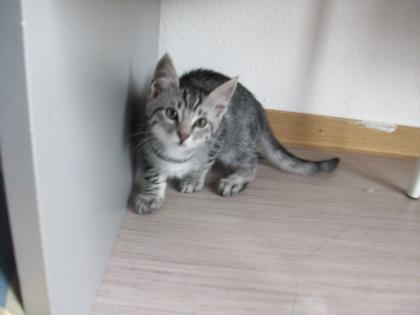 Türkisch halb angora Kater und Kätzchen zu verkaufen