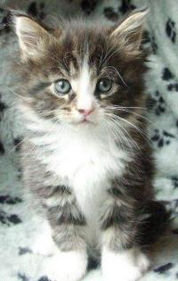Typvolle und verschmuste Maine Coon Kitten