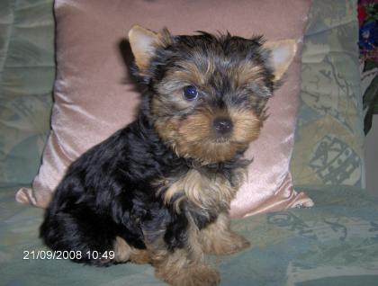 Yorkshiere-Terrier