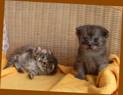 Teddy - Babykatzen suchen sehr liebes Zuhause.