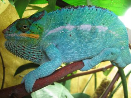 Pantherchamäleon Nosy Be ENZ blau abzugeben