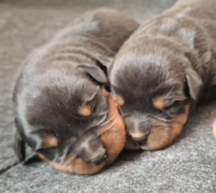 Rottweiler Welpen