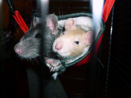 2 Weibliche Ratten abzugeben 4 Monate alt incl Zubehör und Käfig