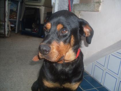 Ganz dringend Rottweiler Fans gesucht