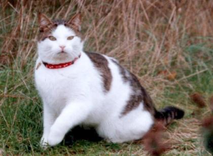 Kater Micky seit dem 2. Februar 2022 in Dahn vermisst