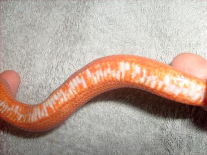 1. 1 Kornnatter - Bloodred - subadult - TOP