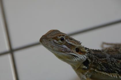Bartagame yellow-snow/orange-mix