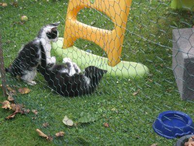 Katzenkinder 10 Wochen alt