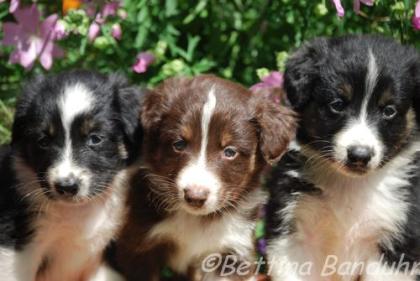 3 kleine Musketiere suchen Lebensstellung