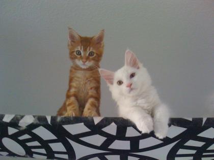 So sweet. Wer möchte ein Samtpfötchen adoptieren