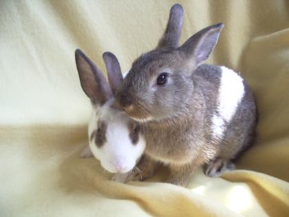 2 Zwergkaninchen suchen noch ein zuhause