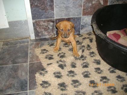 Rhodesian Ridgeback Welpen Abzugeben