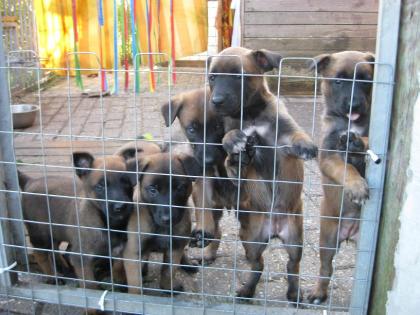 Top Malinois Welpen