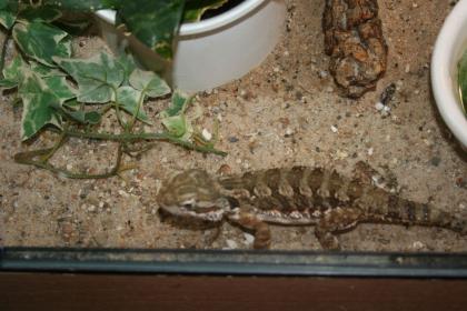 1 1 Pogona Henrylawsoni Zuchtpärchen