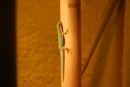1 1 Phelsuma Quadriocellata Parva West mit Terrarium