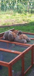 Fuchsige Katzen rot Hofkatzen