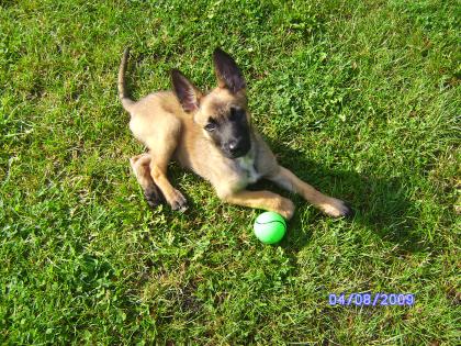 Wunderschöne Malinois-Hündin Welpe wegen Umzug zu verkaufen