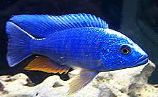 9 Haplochromis Ahli 2 Monate abzugeben